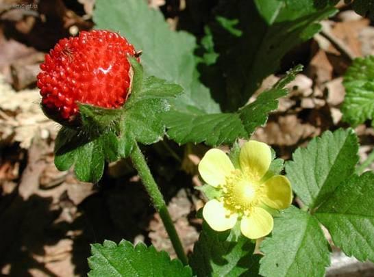 Foto: Lesn� jahody, jahodn�k