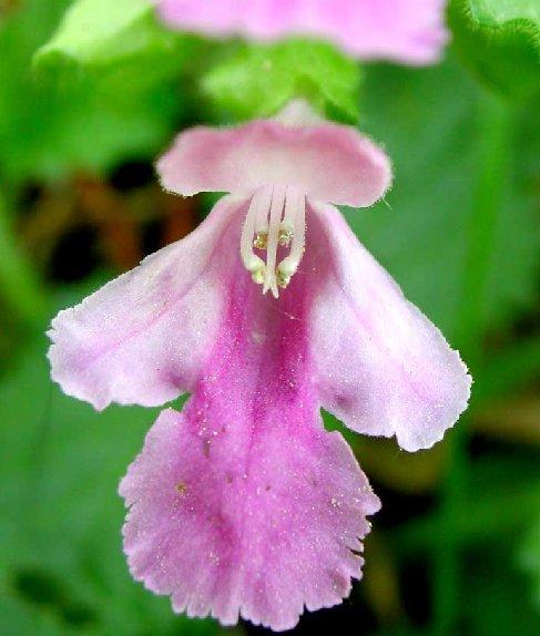 Fotky: Levandule L�ka�sk� (foto, obrazky)