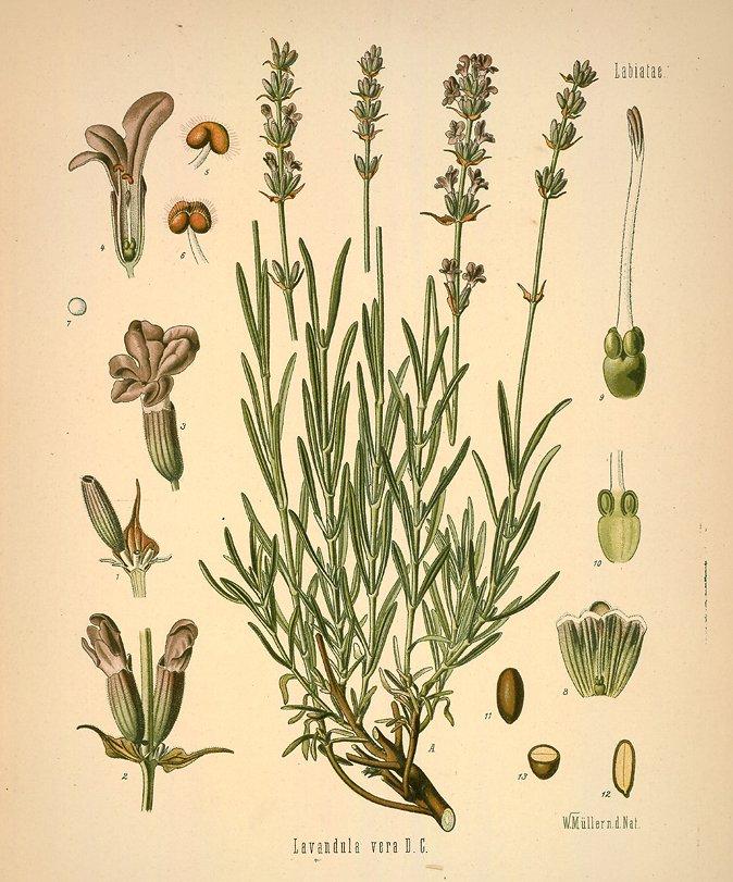 Fotky: Levandule L�ka�sk� (foto, obrazky)