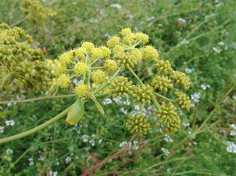 Foto: Libe�ek l�ka�sk�