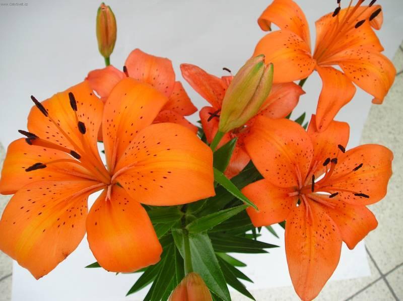 Foto: Lilie-Z vlastn� sb�rky