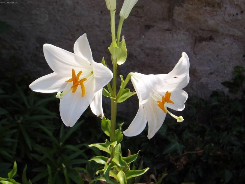 Foto: Lilie-Kr�sa lili�. Pestitelka: Mayda