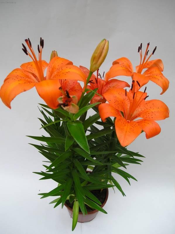 Foto: Lilie-Z vlastn� sb�rky