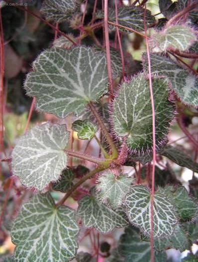 Fotky: Lomik�men v�b�kat� (foto, obrazky)