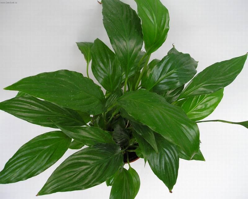 Foto: Lopatkovec-Z vlastn� sb�rky