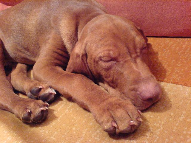 Fotky: Ma�arsk� oha� kr�tkosrst� (foto, obrazky)