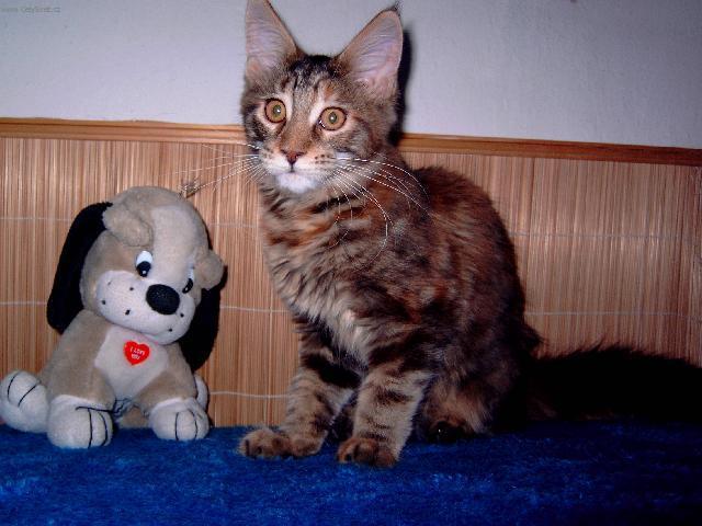 Fotky: Mainsk� m�val� ko�ka (foto, obrazky)