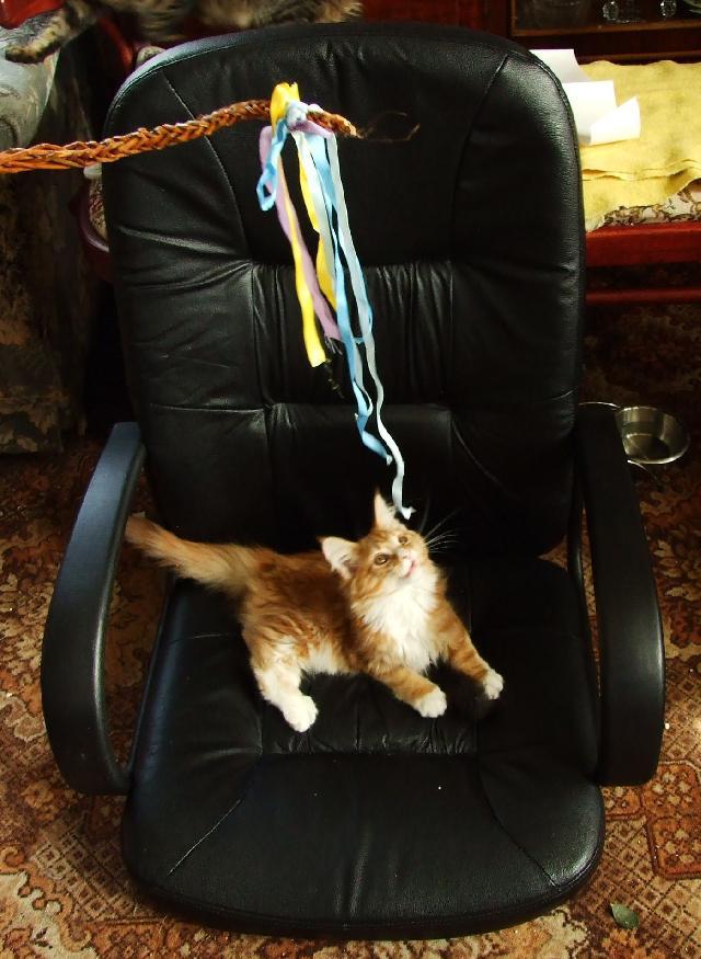 Fotky: Mainsk� m�val� ko�ka (foto, obrazky)