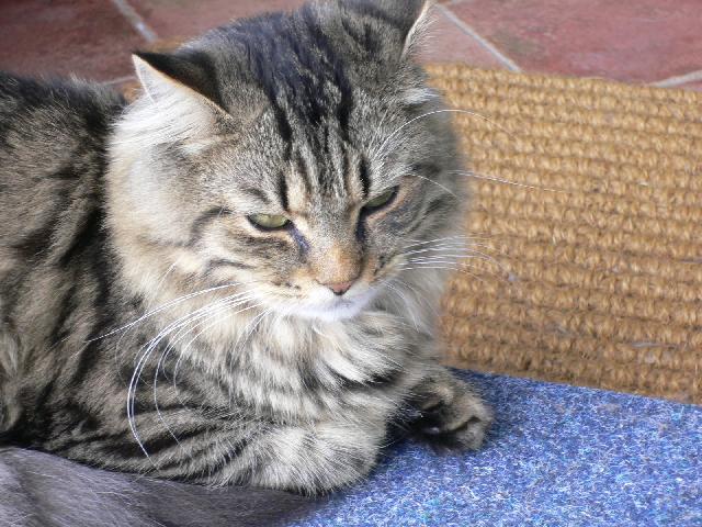 Fotky: Mainsk� m�val� ko�ka (foto, obrazky)