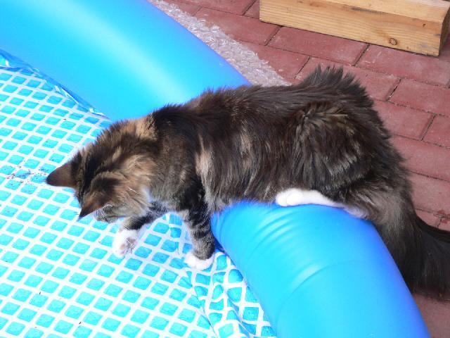 Fotky: Mainsk� m�val� ko�ka (foto, obrazky)