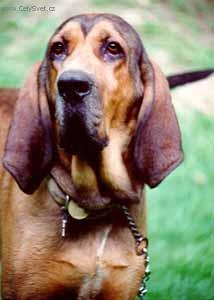 Foto: Majestic Tree Hound-Typick� Majestic Tree Hounds