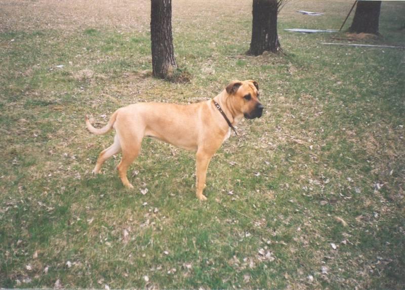 Fotky: Malorsk� doga (foto, obrazky)