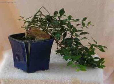 Fotky: Malp�gie (foto, obrazky)