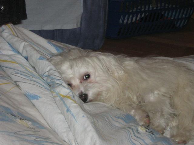 Fotky: Malt�z��ek, Malt�zsk� ps�k (foto, obrazky)