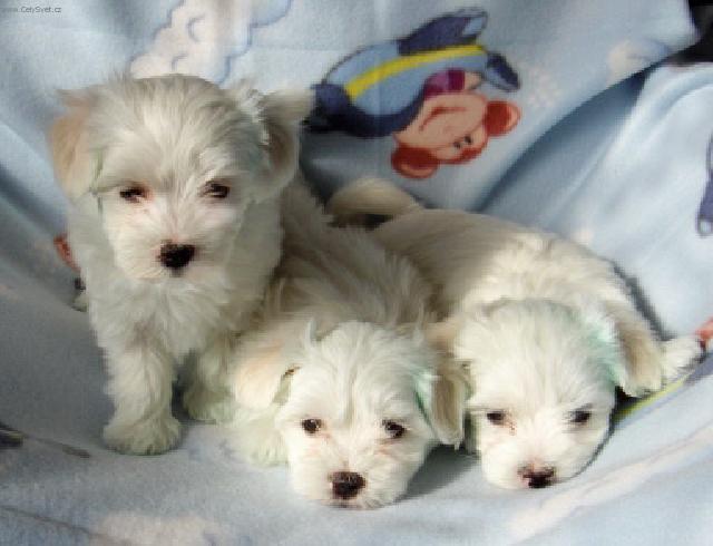 Fotky: Malt�z��ek, Malt�zsk� ps�k (foto, obrazky)