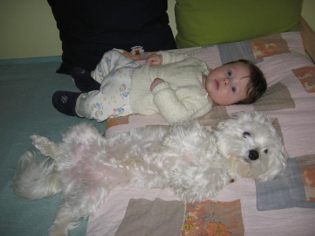 Fotky: Malt�z��ek, Malt�zsk� ps�k (foto, obrazky)