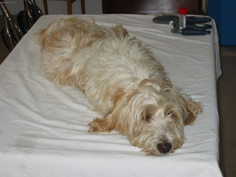 Fotky: Mal� hrubosrst� vend�esk� basset (foto, obrazky)