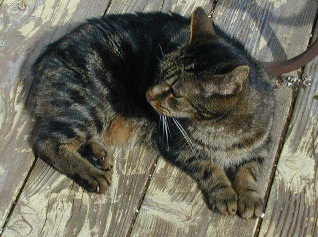 Fotky: Mansk� ko�ka (foto, obrazky)