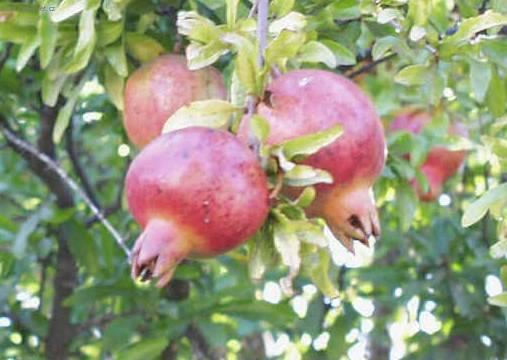 Fotky: Marhan�k, gran�tovn�k obecn� (foto, obrazky)