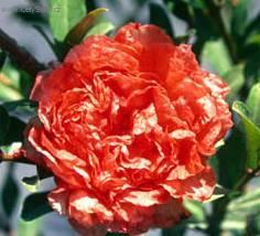 Fotky: Marhan�k, gran�tovn�k obecn� (foto, obrazky)