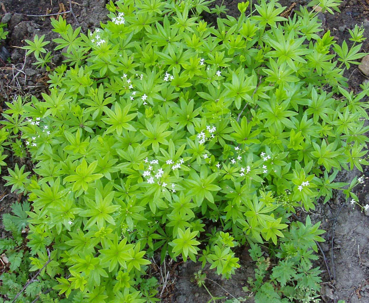 Fotky: Ma�inka Vonn� (foto, obrazky)