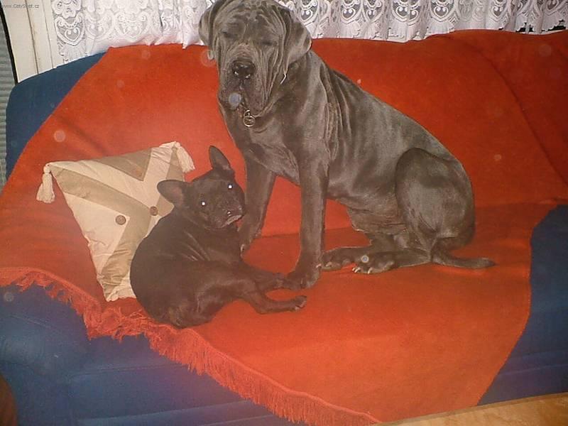 Foto: Neapolsk� mastin-Pes Princ. Chovatelka: Renata