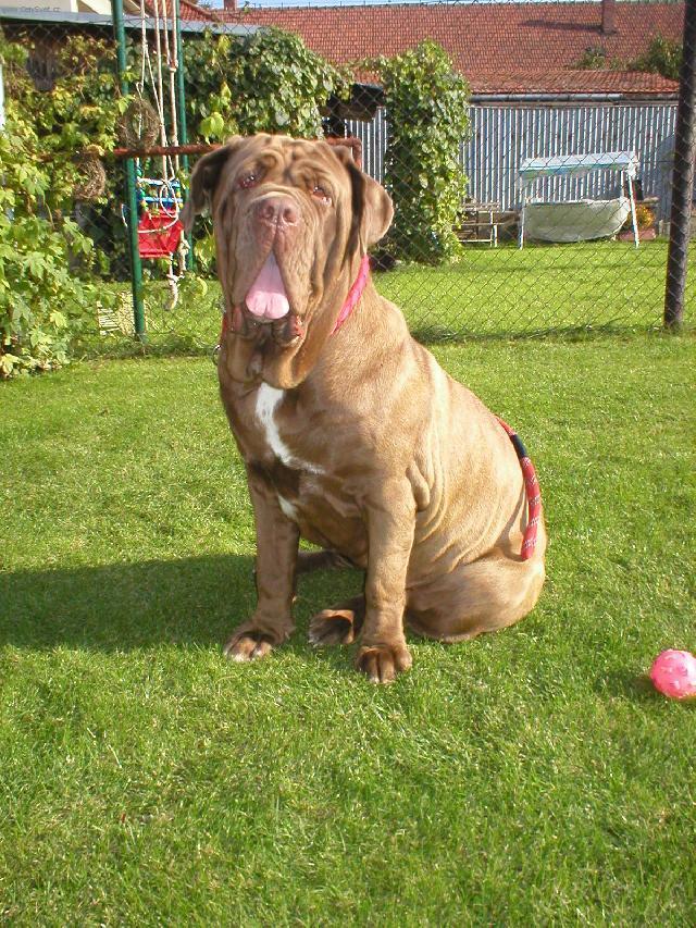 Foto: Neapolsk� mastin-Fanny 13 m�s�c�. Majitel: Franti�ek J�lek