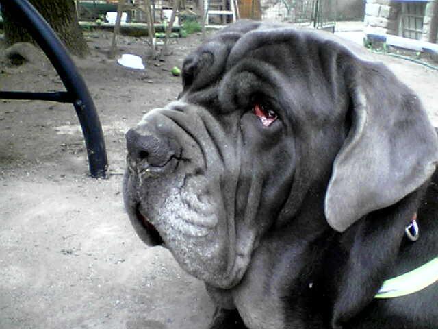 Fotky: Neapolsk� mastin (foto, obrazky)