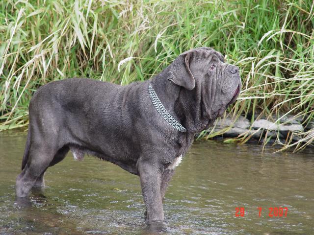 Fotky: Neapolsk� mastin (foto, obrazky)