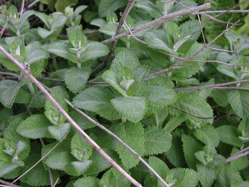 Fotky: M�ta Peprn� (foto, obrazky)