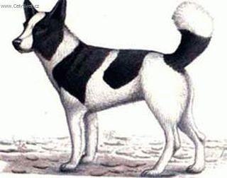 Foto: Medv�d� kanadsk� pes Taltan-Kresba