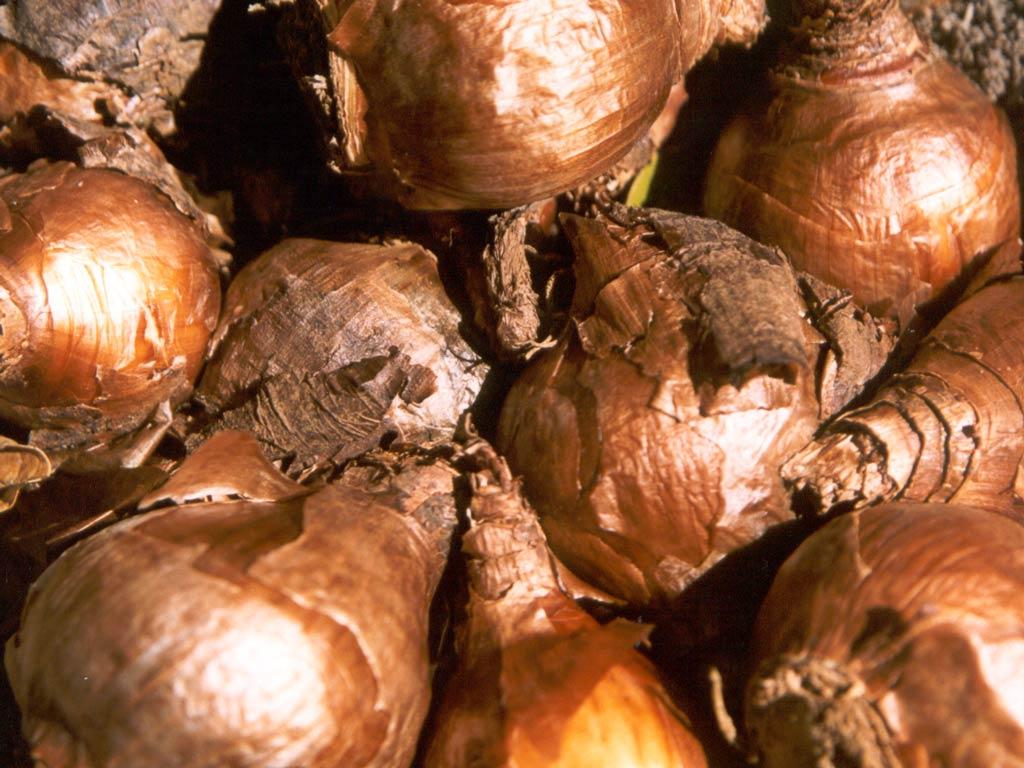 Fotky: Mno�en� rostlin (foto, obrazky)