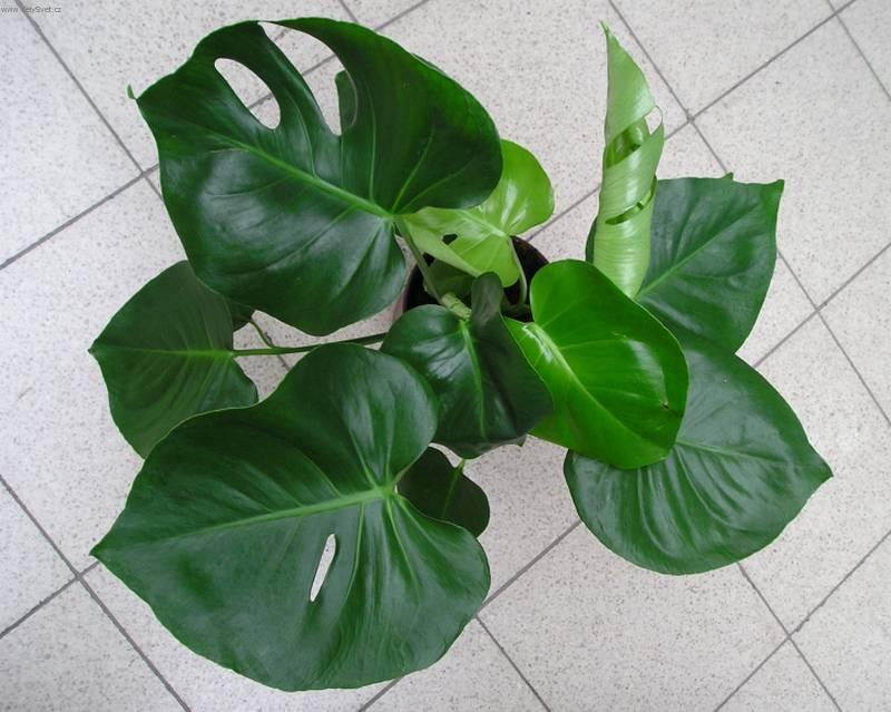 Foto: Monstera-Z vlastn� sb�rky