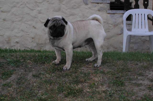 Foto: Mops-Chovatelka: Renata