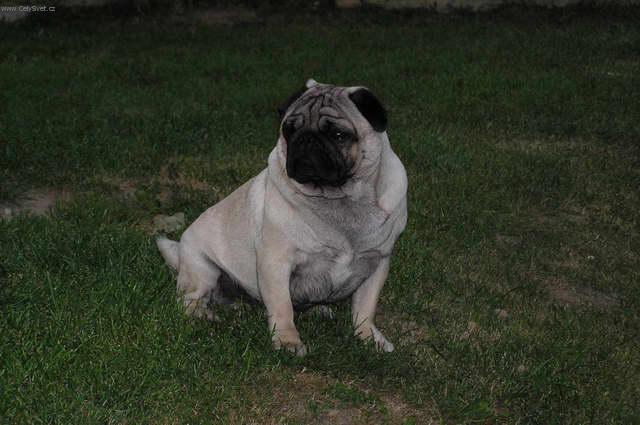 Foto: Mops-Chovatelka: Renata