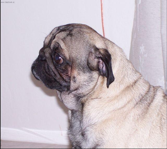 Foto: Mops-Maxik. Majitelka: Marcela