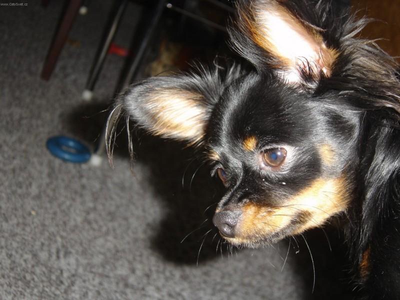 Fotky: Moskevsk� dlouhosrst� toy teri�r (foto, obrazky)