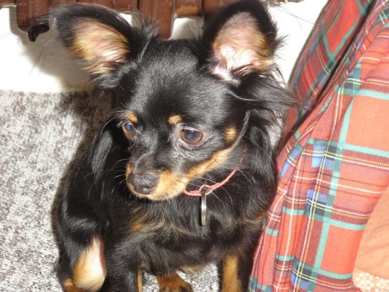 Fotky: Moskevsk� dlouhosrst� toy teri�r (foto, obrazky)