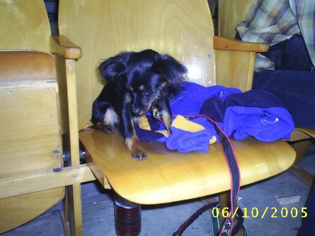 Foto: Moskevsk� dlouhosrst� toy teri�r-Anonymn� majitel