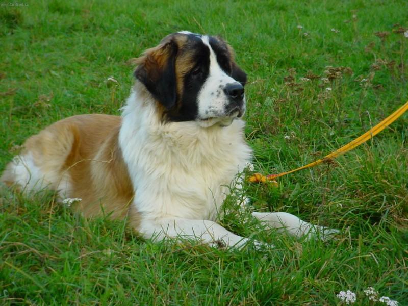 Foto: Moskevsk� str�n� pes-�ELEZNYJ BLESK -IMPORT RUSKO - 6 M�S�C�. Majitelka: Jana Zemanov�. CHS: Rusk� medv�d