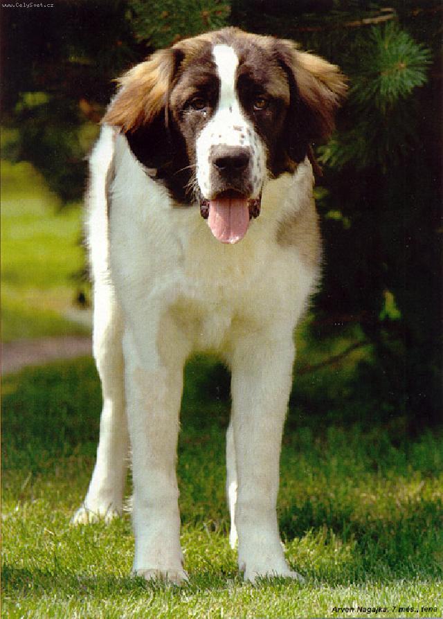 Foto: Moskevsk� str�n� pes-Arven Nagajka. Majitelka: Jana Zemanov�. CHS: Rusk� medv�d