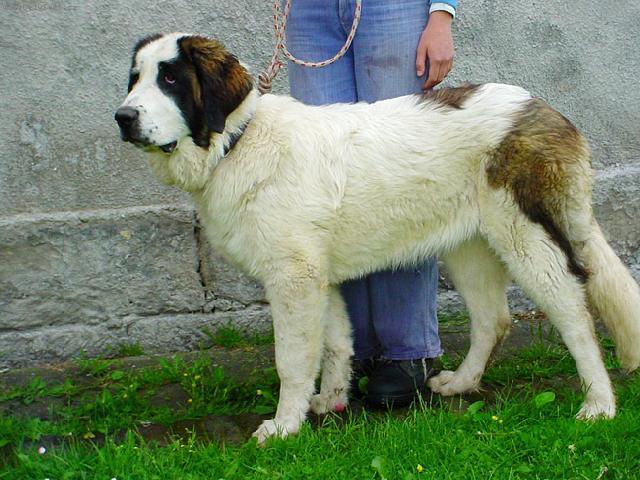 Foto: Moskevsk� str�n� pes-Andy. Majitelka: Jana Zemanov�. CHS: Rusk� medv�d