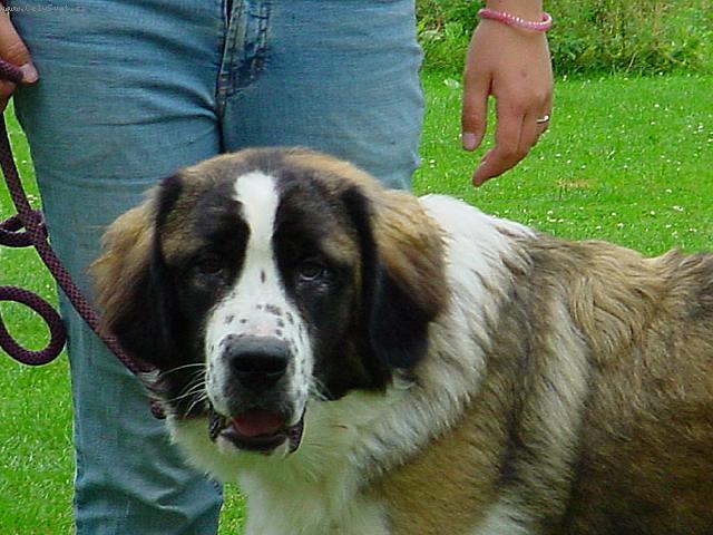 Foto: Moskevsk� str�n� pes-Arven Nagajka. Majitelka: Jana Zemanov�. CHS: Rusk� medv�d