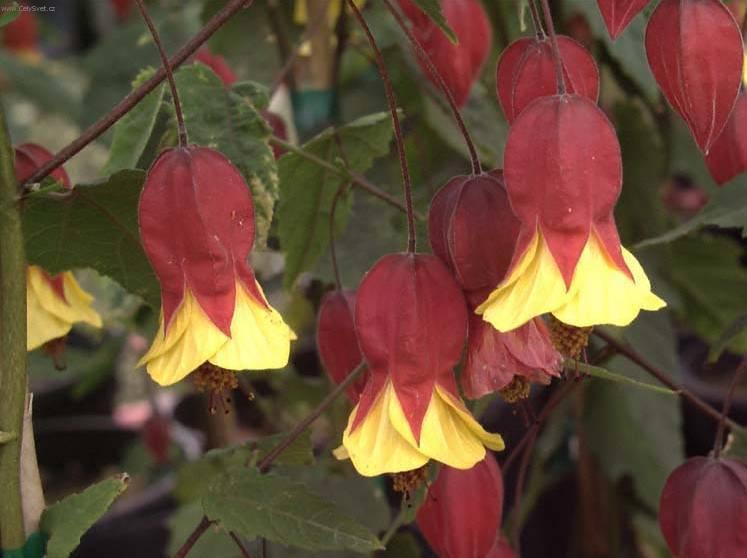 Fotky: Mra���k, pokojov� javor (foto, obrazky)