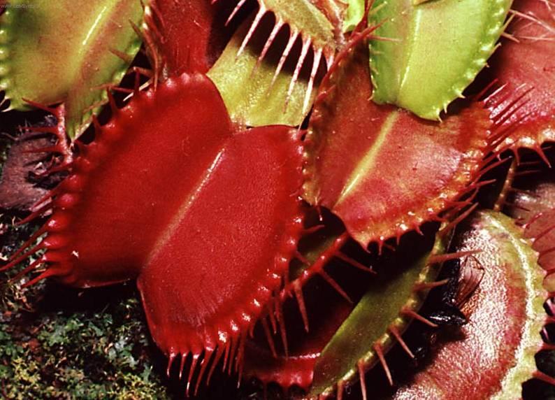 Foto: Mucholapka podivn�