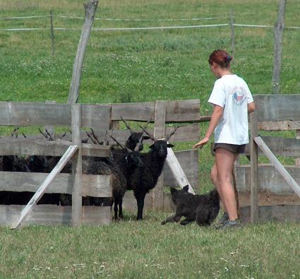 Foto: Mudi-Gond�z�-Alkonyat Zaf�r Bog�rka (CAJC, HIT, CT). Chovatelka: B�ra Sajdokov�