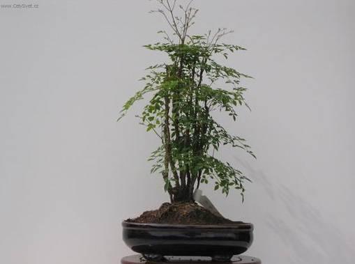 Fotky: Nebesk� bambus (foto, obrazky)