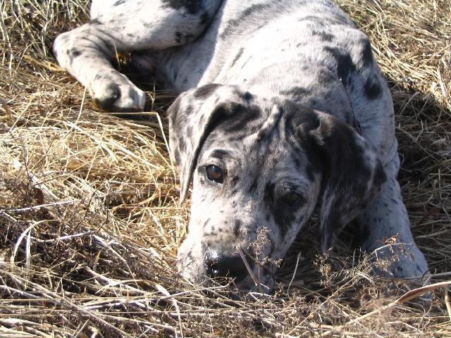 Fotky: N�meck� doga (foto, obrazky)