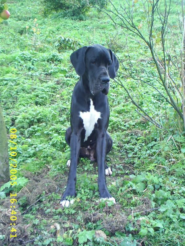 Fotky: N�meck� doga (foto, obrazky)