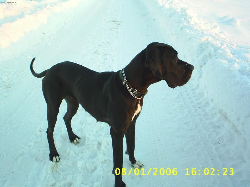 Foto: N�meck� doga-Caramela z Per�t�nsk�ch hradeb. Majitelka: Anna Navr�tilov�